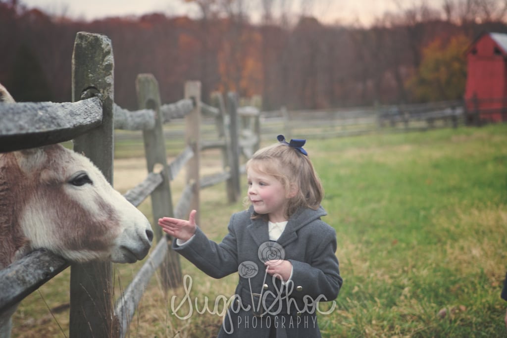 SugaShoc_Photography_Family_Photographer_Bucks County_Doylestown_PA_Outdoor_family_photography_session_ideas_in_bucks_county_petting_donkey