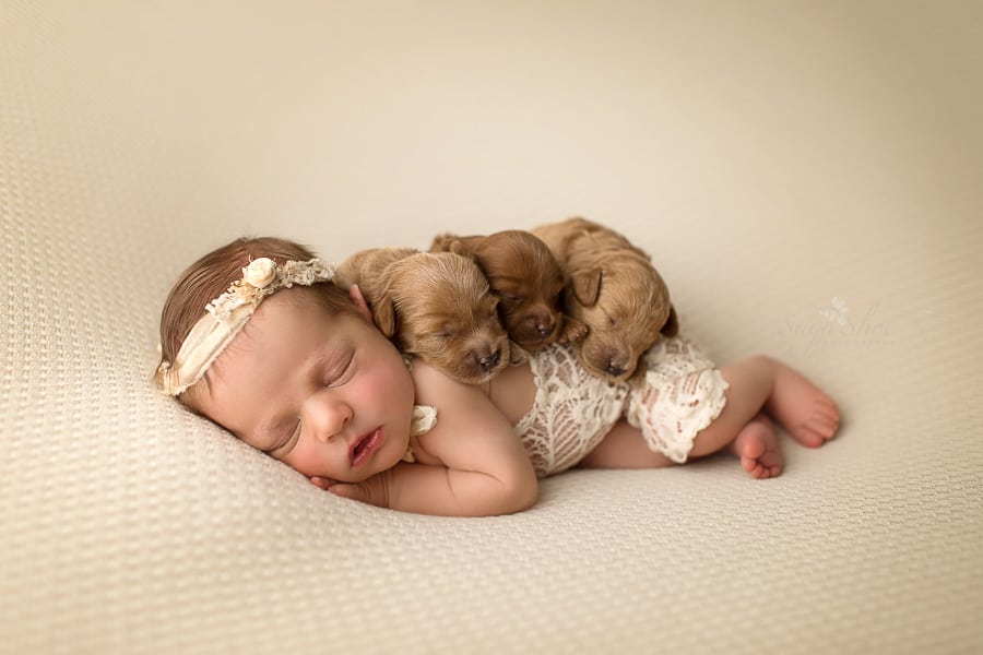 SugaShoc_Photography_Newborn_Photographer_Bucks County_Doylestown_PA_newborn_with_three_puppies_sleeping_on_blanket