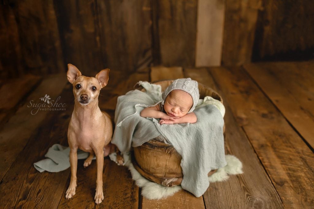 Fur Baby Newborn Session Sugashoc Photography baby boy sleeping in wooden barrel with blue blankets and dog